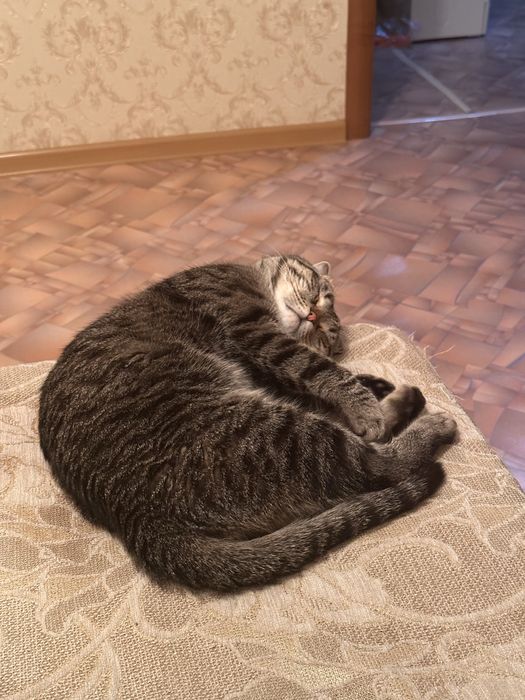 Кошка пародистая шотландская вислоухая
