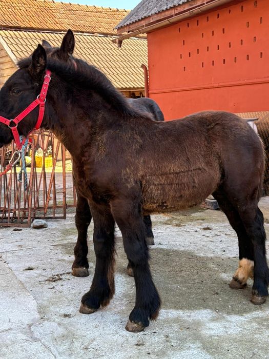 Mânze de vanzare pret bun!