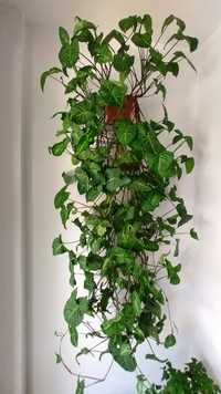 Plantă ornamentală naturală de interior Syngonium