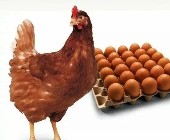 Инкубационное яйцо круглый год