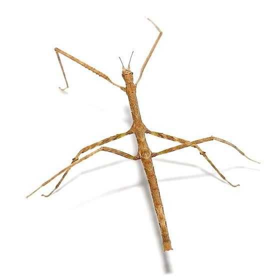 Анамската пръчка  или Annam walking stick - пръчици
