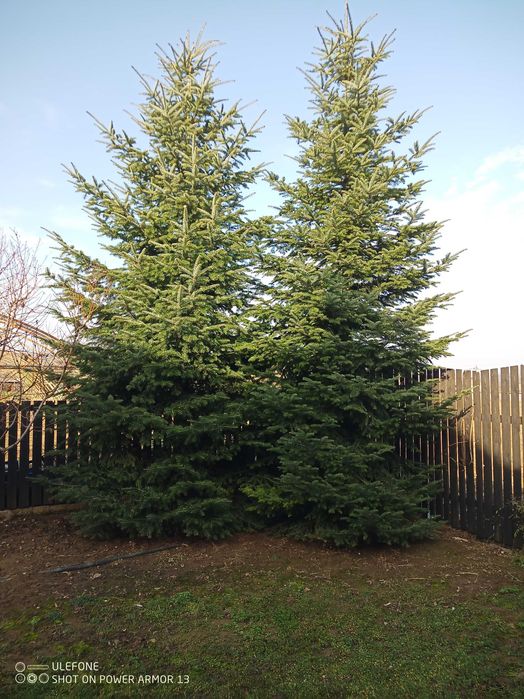 Brad natural pentru sărbători înălțime 7m