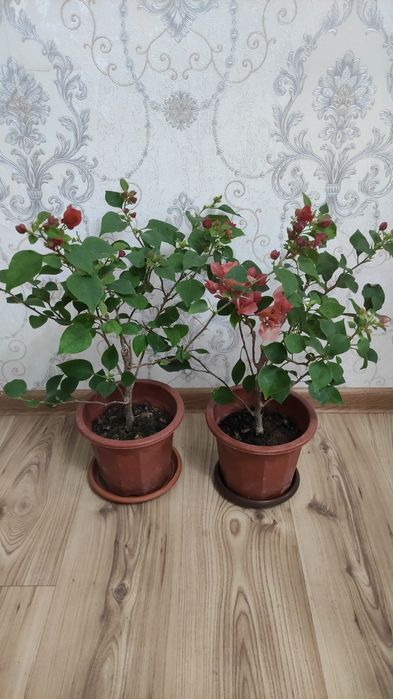 Комнатные растения. Цветы