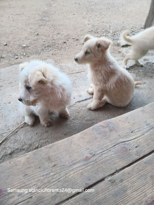 Cățeluși pentru adoptat