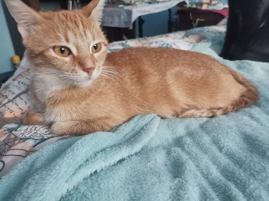 Пуханчета ТЪРСЯТ ДОМ