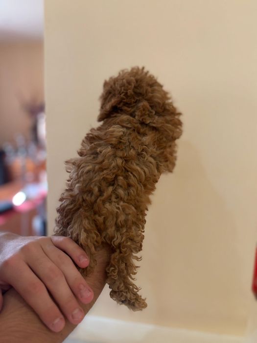 Pudel Toy – pui deosebit, talie foarte mică