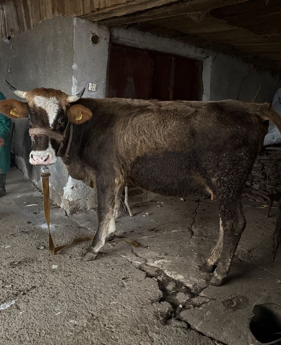 Vand junica de taiere