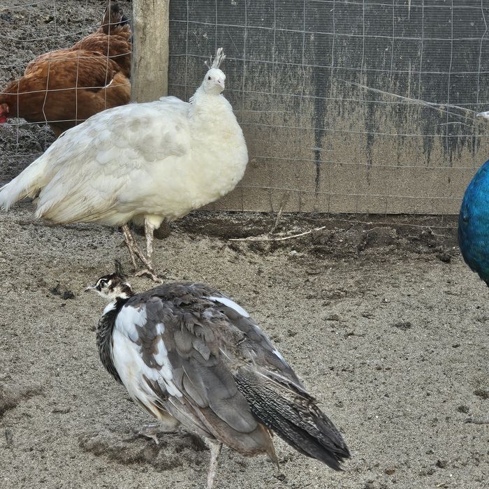 Vând fete păuni mature si pui