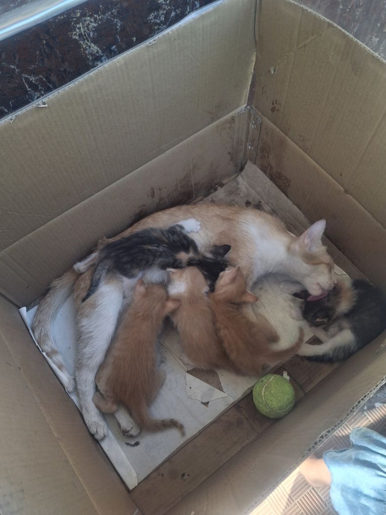 Кошка с  котятами