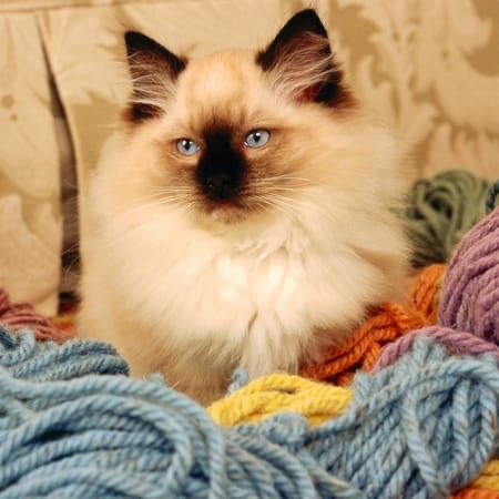 пушистый сиамский кошки кот