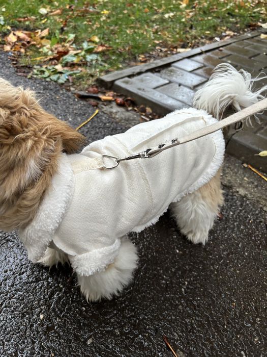Hainute de Calitate pentru câini mici