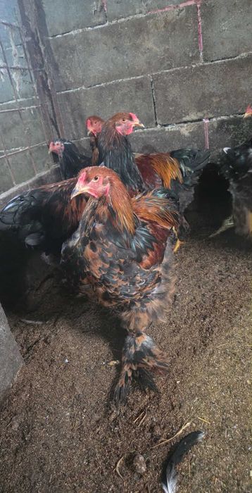 Vand, sau schimb Cocoși Brahma de 5 luni