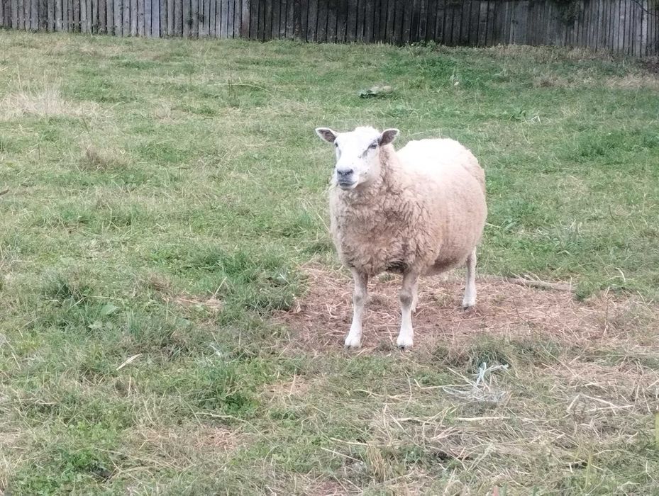 Vând oi și berbeci texel