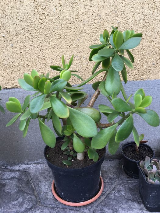 Crassula Ovata 60-200lei