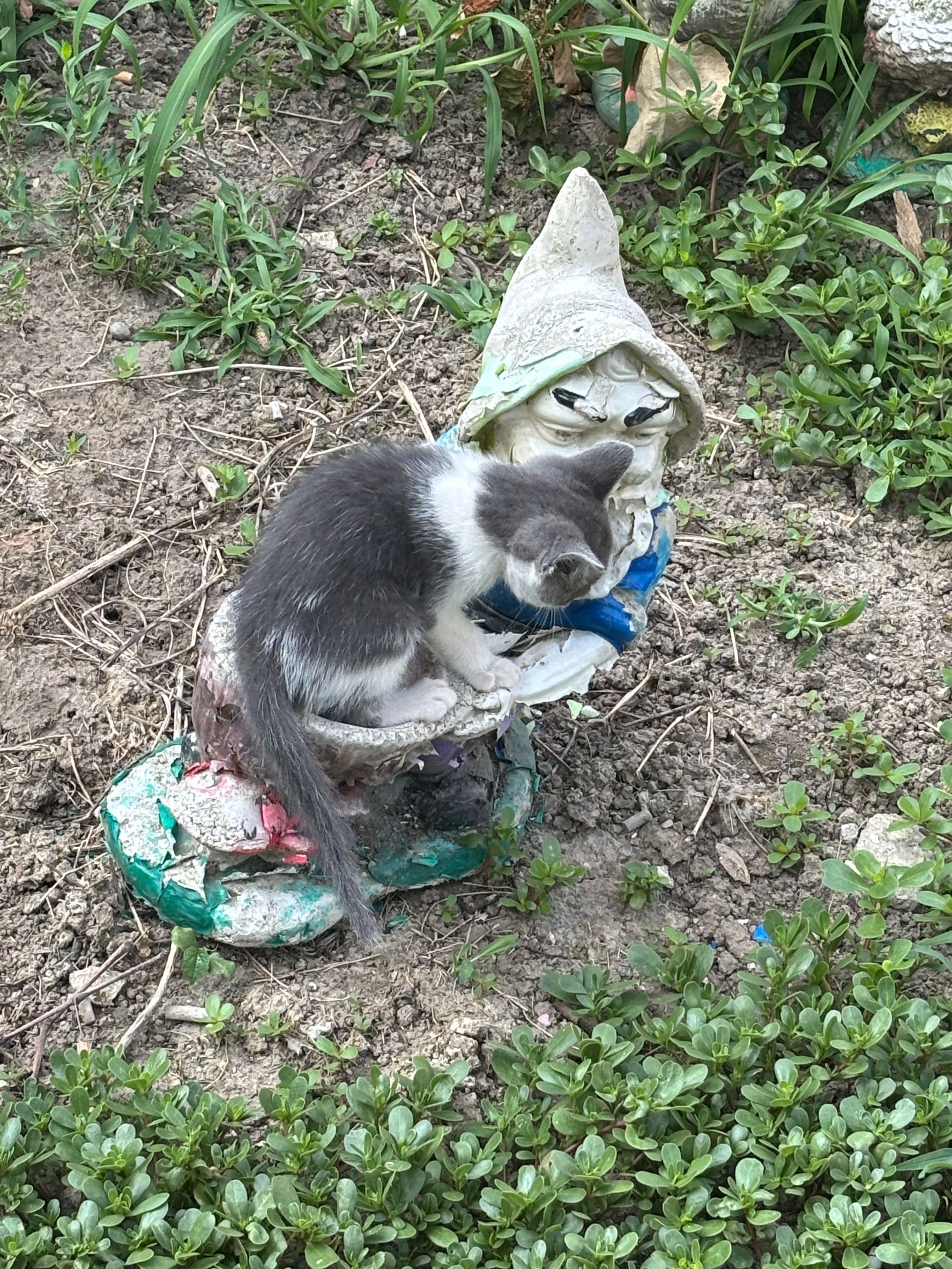 Donez pisică vârstă 5 săptămâni