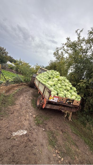 Varza cataleya 1 leu kg