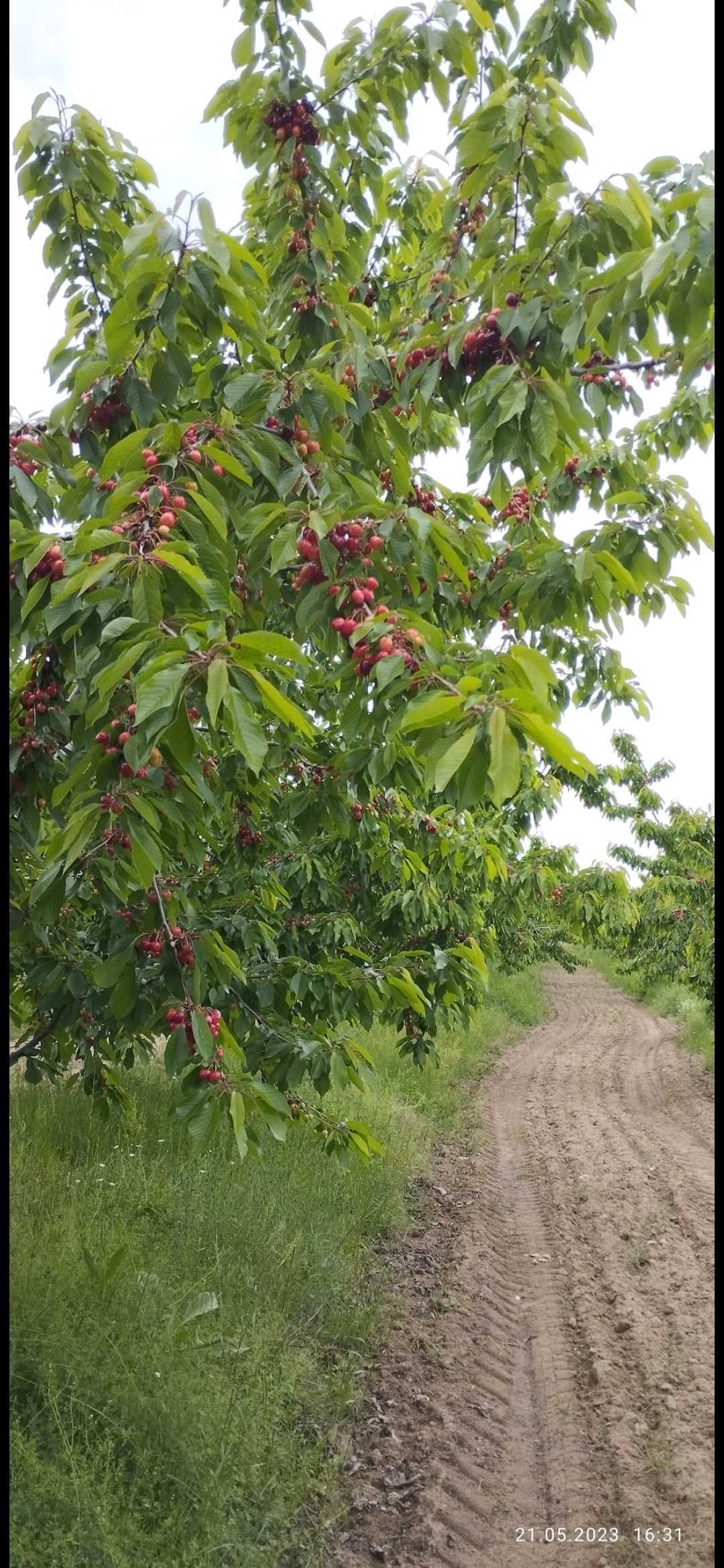 Овощна градина Череши (20 декара), Череши Пазарджик - от собственик!!!