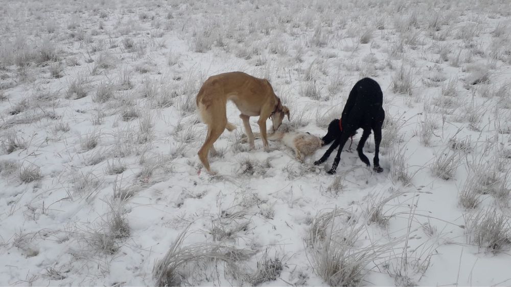 Тазы. Шашақ қаншық сатылады