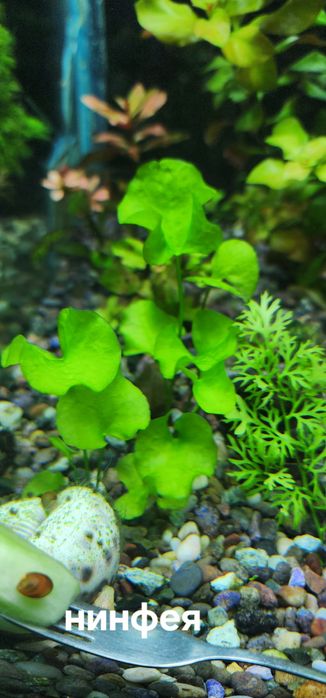 Растения без Co2