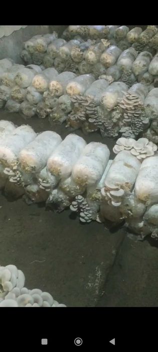 Кузикорин экишни ургатамиз