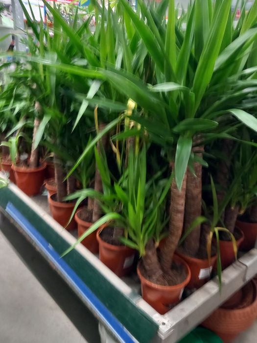 Vând lavanda la ghiveci  și yuca grande