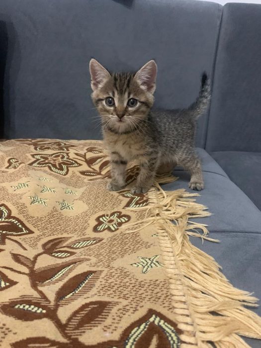 Отдам Котенка хорошие руки!