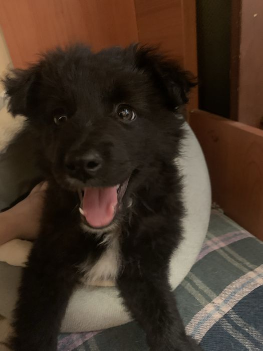 Срочно отдам даром щенка