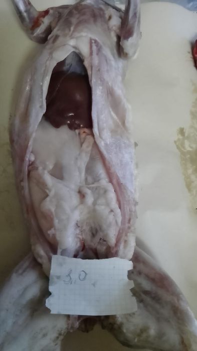 Продам кролики мясом