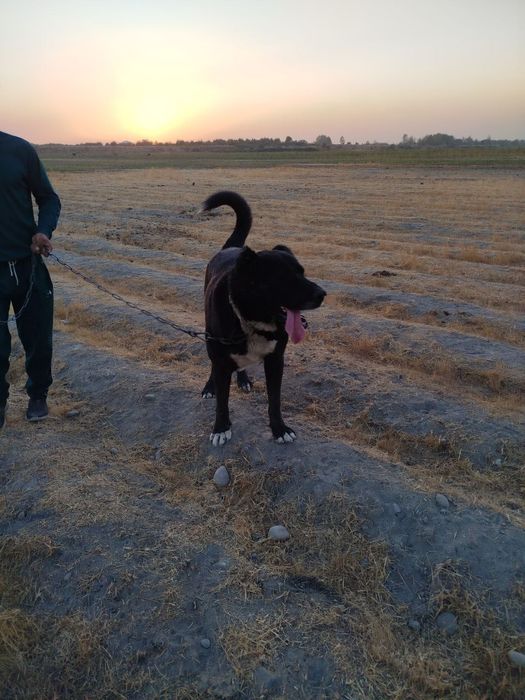 Gibrit alabaylar sotiladi