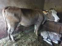 Vaca de vânzare.