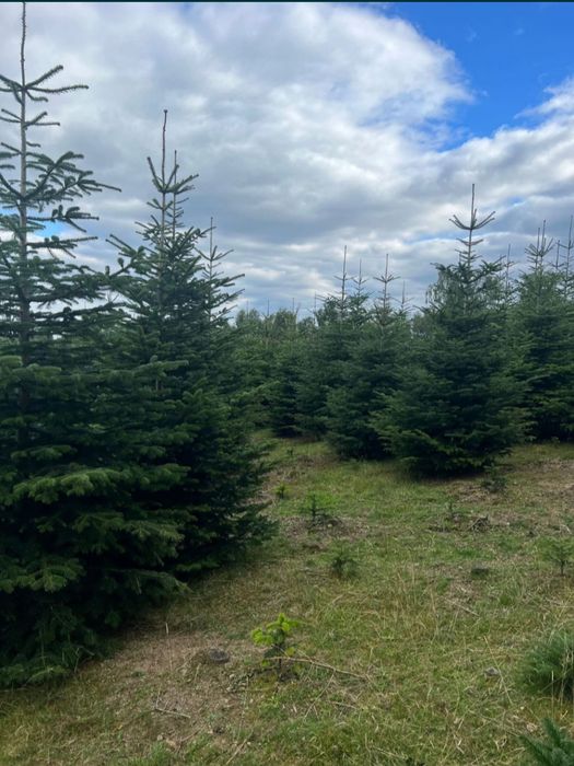 Brazi abias normandiana cu balot de pământ