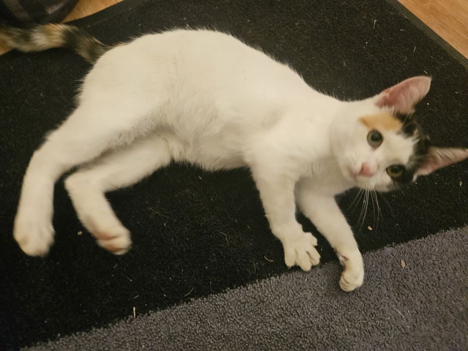 Pisicuta fetita, 6 luni, pentru adoptie Bucuresti-Ilfov