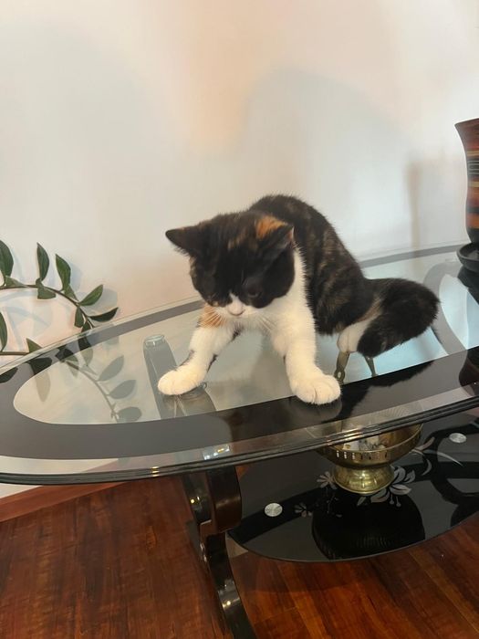 Pisicuta British Shorthair