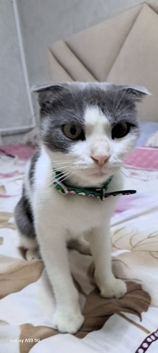Зотдор мушук латокка урганган