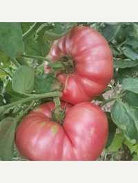 Разсад домати най- добра цена и качество