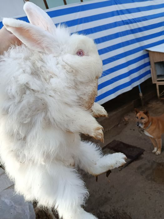 Продам котла и крольчиха парочки самка и самец  большие парода