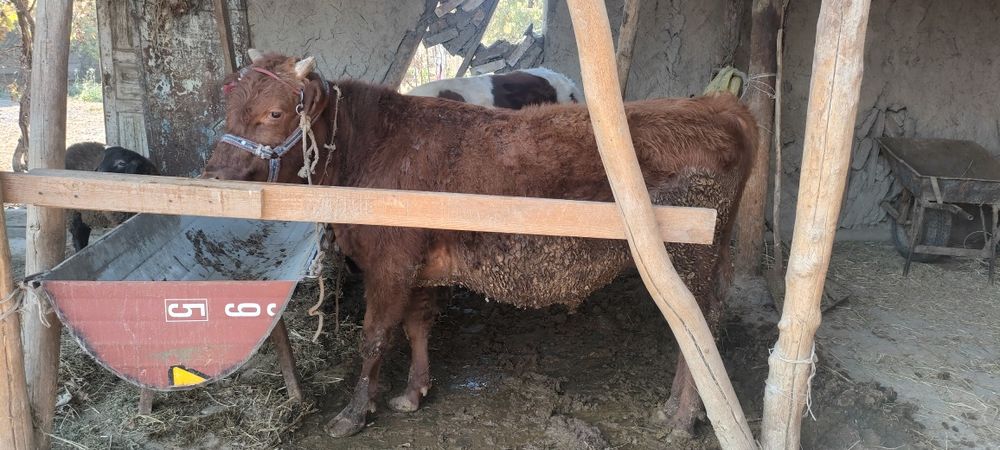 Боқиладиган местни буқалар сотилади