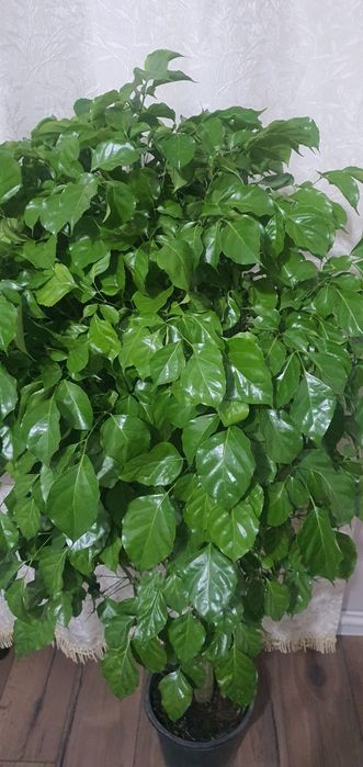 Продам фикус бенджамина