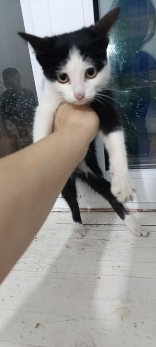 Кыз пышык. Бесплатно