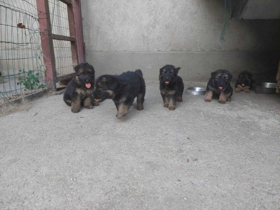 Продаваме кученца - немска овчарка