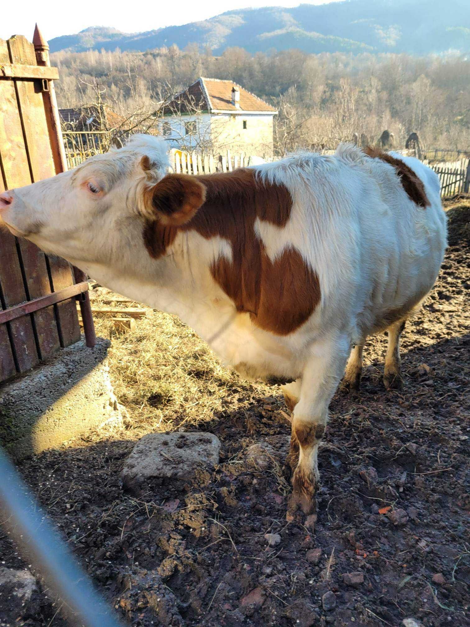 Vând Junincă Balțată Românească !