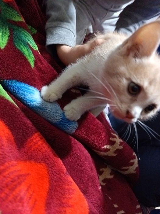 Мушук зотдор лотоклари овкатлари кумлари бор