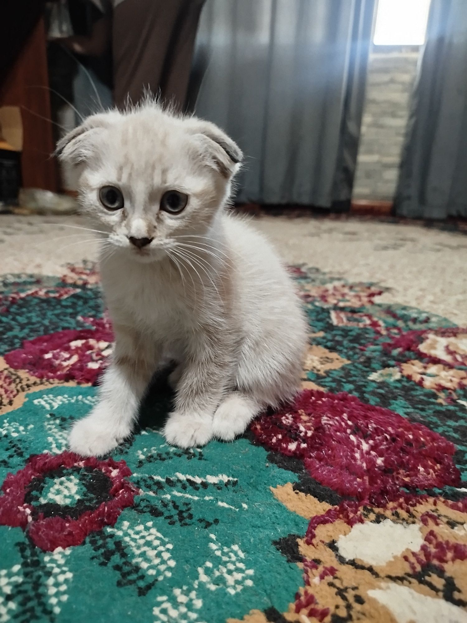 Катята продаётся 3 мец Сиямский фолд
