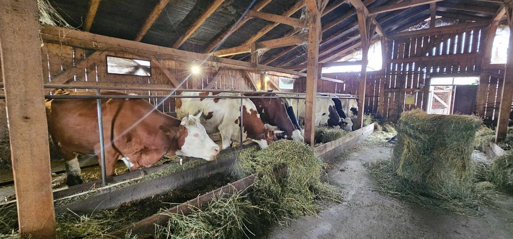 De vanzare 20 de vaci