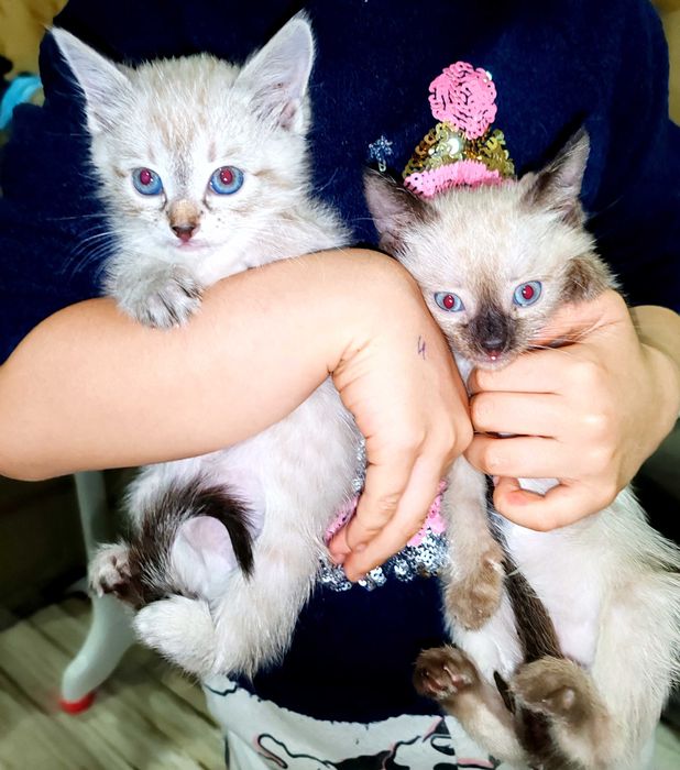 Котята сиамские и тайский