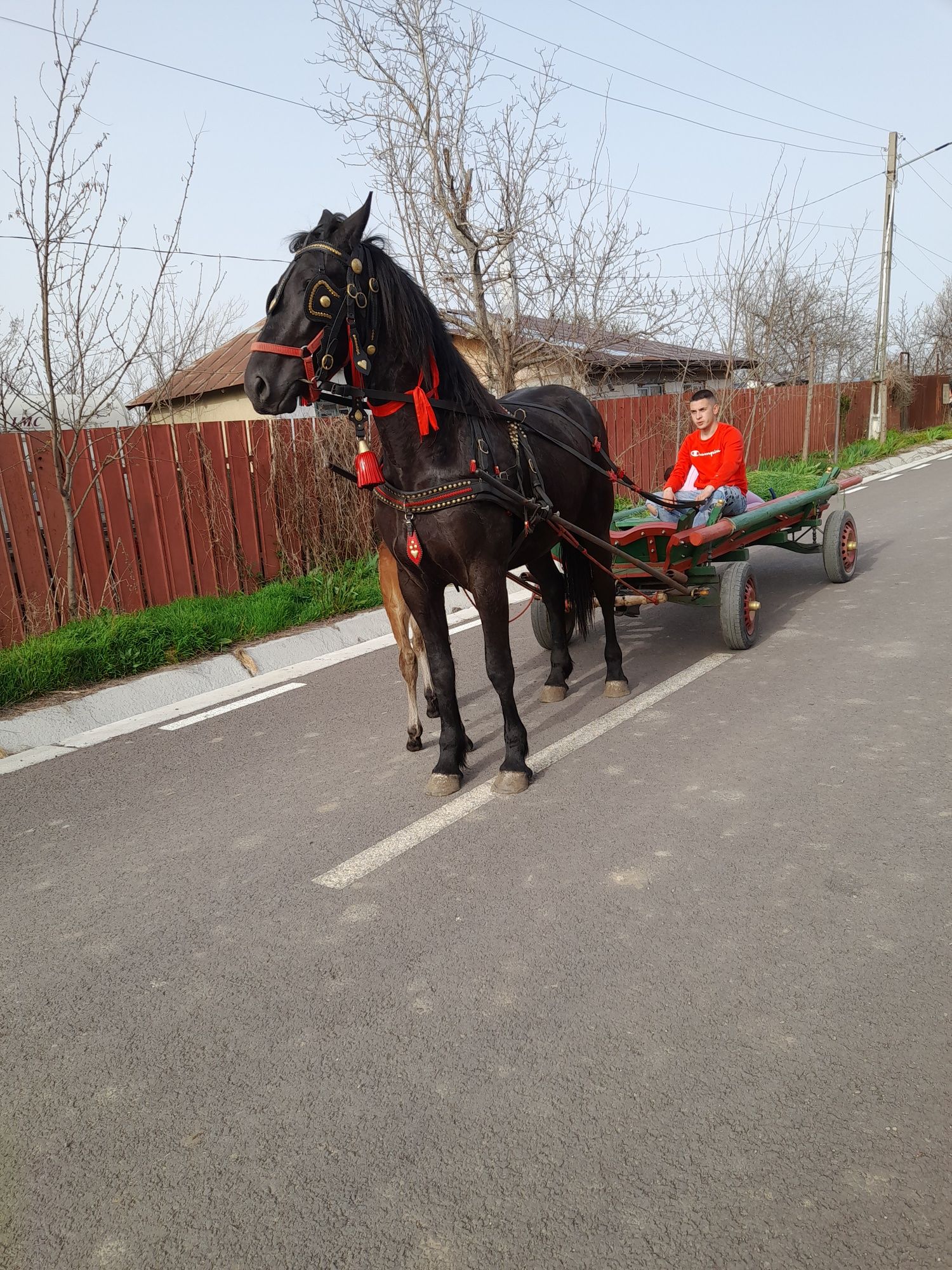 Iapa metis de frizian și manzul ei iapa are 2 anișori și manzu 20 de z