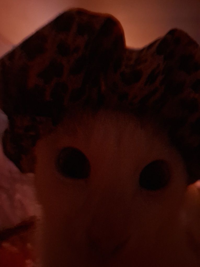 Pishik Tovuqdin mut