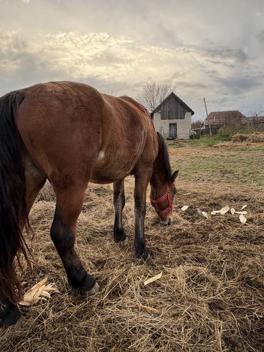 Vand doi manji 1 an 7 luni 2 ani 7 luni