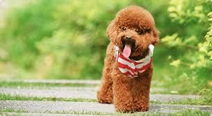 Продам собачку домашнюю