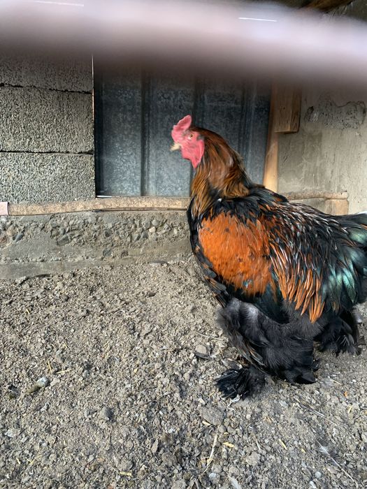 Прадается Петух брама годовалы